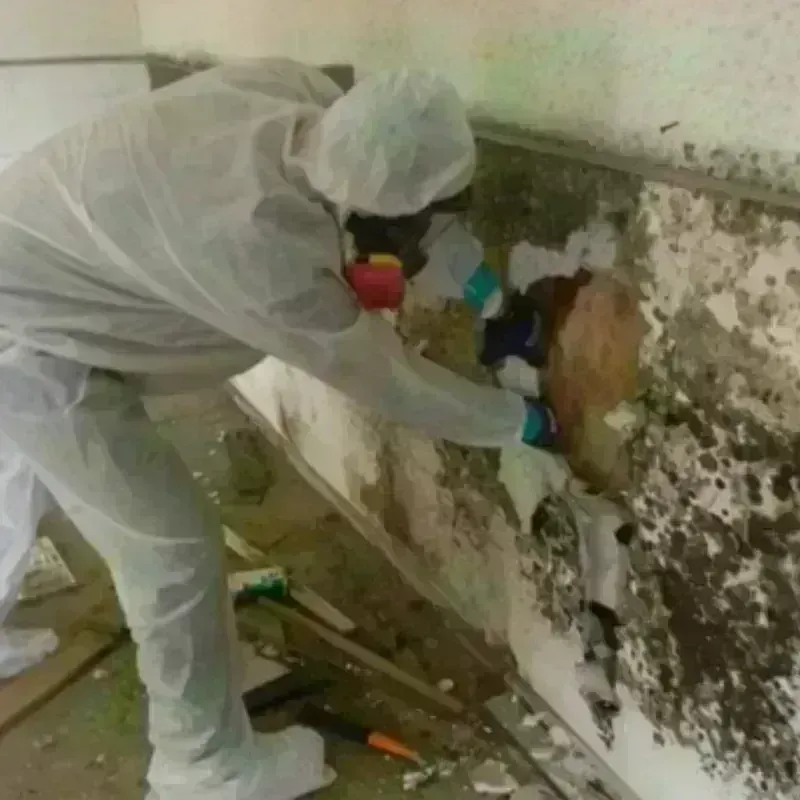 Mold Remediation and Removal in Burney, CA